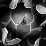 Agave_1