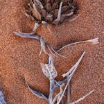 Coral Pink Sand Dunes_1