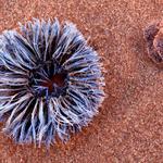 Coral Pink Sand Dunes_2