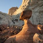 Red Toad Stools_12